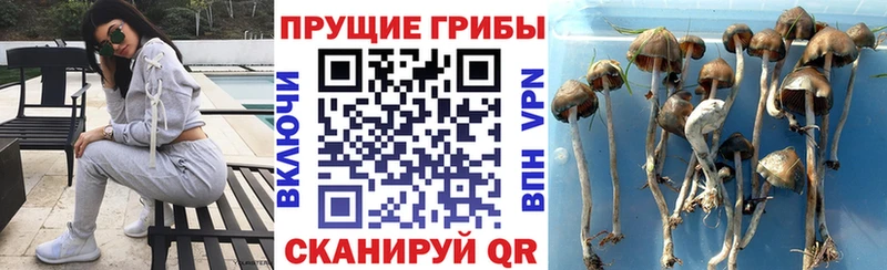 Галлюциногенные грибы Psilocybe  Урень 